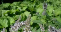 Menta Selvatica (Mentha Longifolia, Labiatae)