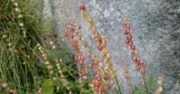 Romice Scudato (Rumex Scutatus, Polygonaceae)