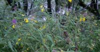 Spigarola (Melampyrum Nemorosum, Scrophulariaceae)