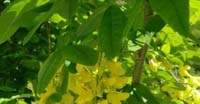 Maggiociondolo (Laburnum Anagyroides Medicus, Leguminosae)