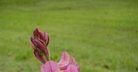 Lupinella Montana (Onobrychis Montana, Fabaceae)