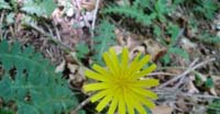 Lucertolina Fetente (Aposeris Foetida, Asteraceae)