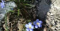 Lino Alpino (Linum Alpinum, Linaceae)
