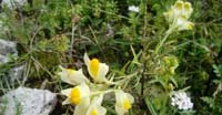 Linaiola Comune (Linaria Vulgaris, Scrophulariaceae)