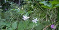 Lilioasfodelo Minore (Anthericum Ramosum, Liliaceae) 