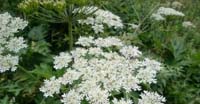 Laserpizio Sermontano (Laserpitium Siler, Apiaceae)
