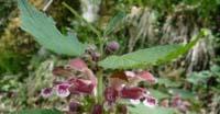 Lamio Rosso (Lamium Purpureum, Lamiaceae)