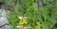 Lamiastro (Lamiun Galeobdolon, Lamiaceae)