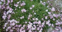 Gipsofila Strisciante (Gypsophila Repens, Caryophyllaceae)