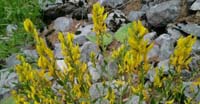 Ginestra Minore (Genista Tinctoria, Fabaceae)