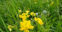 Ginestrino (Lotus Corniculatus, Fabaceae)