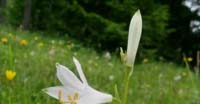 Giglio di Monte (Paradisea Liliastrum, Liliaceae)