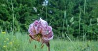 Giglio Martagone (Lilium Martagon, Liliaceae)
