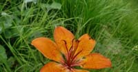 Giglio Rosso (Lilium Bulbiferum, Liliaceae)
