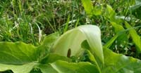 Gigaro Scuro (Arum Maculatum, Araceae)