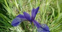 Giaggiolo Siberiano (Iris Siberica, Iridaceae)