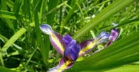 Giaggiolo Susinario (Iris Graminea, Iridaceae)
