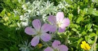 Geranio Argenteo (Geranium Argenteum, Geraniaceae)