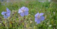 Geranio dei Prati (Geranium Pratense, Geraniaceae)