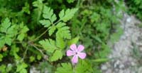 Geranio di San Roberto (Geranium Robertianum, Geraniaceae)