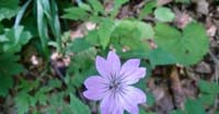 Geranio Nodoso (Geranium Nodosum, Geraniaceae)