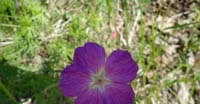 Geranio Sanguigno (Geranium Sanguineum, Geraniaceae)