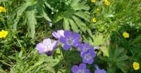 Geranio Silvano (Geranium Sylvaticum, Geraniaceae)