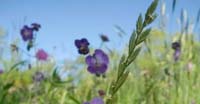 Geranio Stellato (Geranium Phaeum, Geraniaceae)