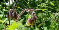 Cariofillata dei Rivi (Geum Rivale, Rosaceae)