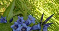 Genziana Asclepiade (Gentiana Asclepiadea, Gentianaceae)