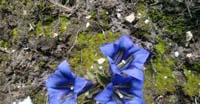 Genziana di Koch (Gentiana Acaulis, Gentianaceae)