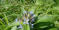 Genziana Minore (Gentiana Cruciata, Gentianaceae)