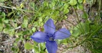 Genzianella Sfrangiata (Gentiana Ciliata, Gentianaceae)