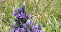 Genzianella Germanica (Gentiana Germanica, Gentianaceae)