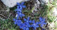 Genzianella Primaverile (Gentiana Verna, Gentianaceae)