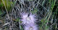 Garofano di Sternberg (Dianthus Sternbergii, Caryophyllaceae)