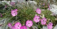 Garofano Selvatico (Dianthus Sylvestris, Caryophyllaceae)