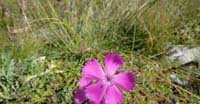 Garofano Selvatico (Dianthus Sylvestris, Caryophyllaceae)