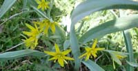 Gagea Gialla (Gagea Lutea, Liliaceae)