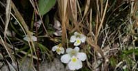 Pinguicola Alpina (Pinguicola Alpina, Lentibulariaceae)