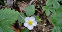 Fragola Selvatica (Fragaria Vesca, Rosaceae)