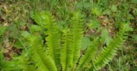 Felce Lonchite (Polystichum Lonchitis, Dryopteridaceae)