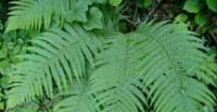 Felce Maschio (Dryopteris Filix Mas, Dryopteridaceae)
