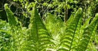 Felce Penna di Struzzo (Matteuccia Struthiopteris, Onocleaceae)