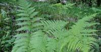 Felce Aquilina (Pteridium Aquilinum, Pteridaceae)