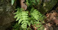 Botrichio (Botrychium Virginianum, Ophioglossaceae)
