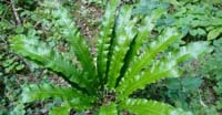 Lingua Cervina (Asplenium Scolopendrium, Aspleniaceae)