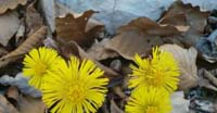 Farfaro (Tussilago Farfara, Asteraceae)