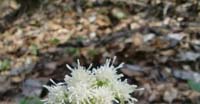 Farfaraccio Bianco (Petasite Albus, Asteraceae)