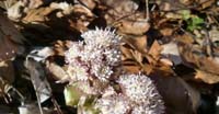 Farfaraccio Niveo (Petasites Paradoxus, Asteraceae)